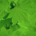 LEAVES5.JPG