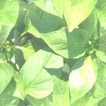 LEAVES3A.JPG