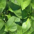 LEAVES3.JPG