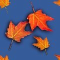 LEAVES2.JPG