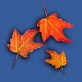 LEAF.JPG