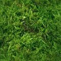 GRASSY3.JPG