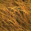 GRASSY2.JPG