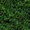 GRASSL.JPG