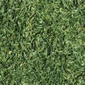 GRASS2.JPG