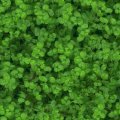 FOLIAGE.JPG
