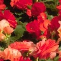 FLOWERS.JPG