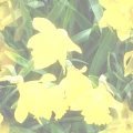 DAFODIL2.JPG