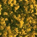 BSHYTREE.JPG