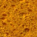 SPONGE.JPG