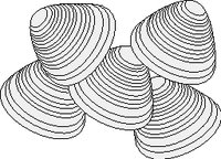 CLAMS.WMF