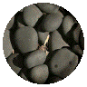 1BTN213.GIF