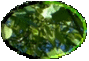 1BTN030.GIF