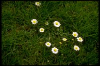 5032.GIF