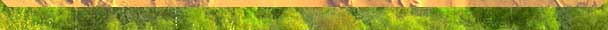 TREES2.JPG