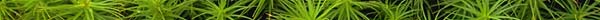 MOSS.JPG