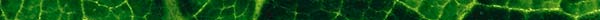 LEAVES.JPG