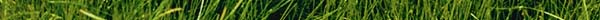 GRASS.JPG