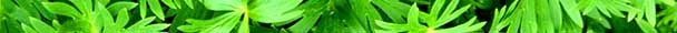 FERNS.JPG