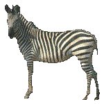 ZEBRA.GIF