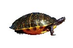 TURTLE.GIF