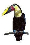 TOUCAN.GIF