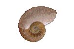 SHELL.GIF