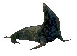 SEALION.GIF