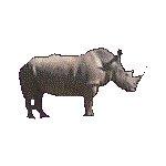 RHINOCPT.GIF