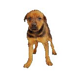 PUP.GIF