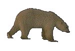 POLRBEAR.GIF