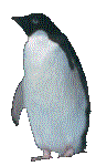 PENGUIN1.GIF