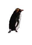 PENGUIN.GIF