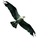 OSPREY.GIF