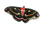 MOTH.GIF
