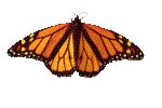 MONARCH.GIF