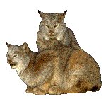 LYNX.GIF