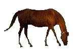 HORSE.GIF