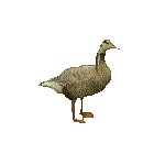 GOOSE.GIF