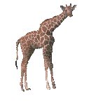 GIR.GIF