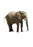 ELEPHANT.GIF