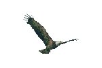 EAGLE2.GIF