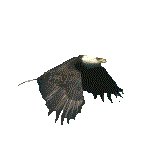 EAGLE.GIF
