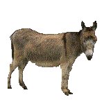 DONKEY.GIF
