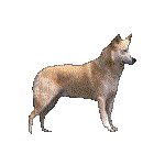DOG2.GIF