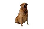 DOG.GIF