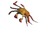 CRAB.GIF