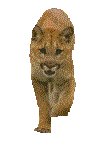 COUGAR.GIF