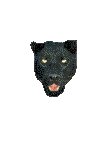 CAT.GIF