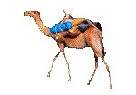 CAMEL.GIF